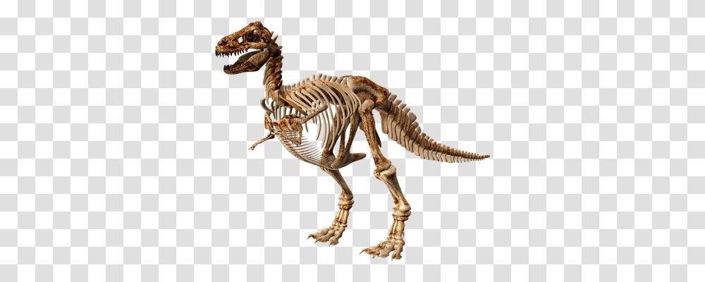 T Rex Animals, Dinosaur, Reptile, Skeleton Transparent Png