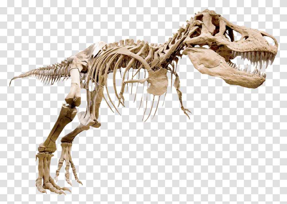 T Rex Arms Skeleton, Dinosaur, Reptile, Animal, Fungus Transparent Png