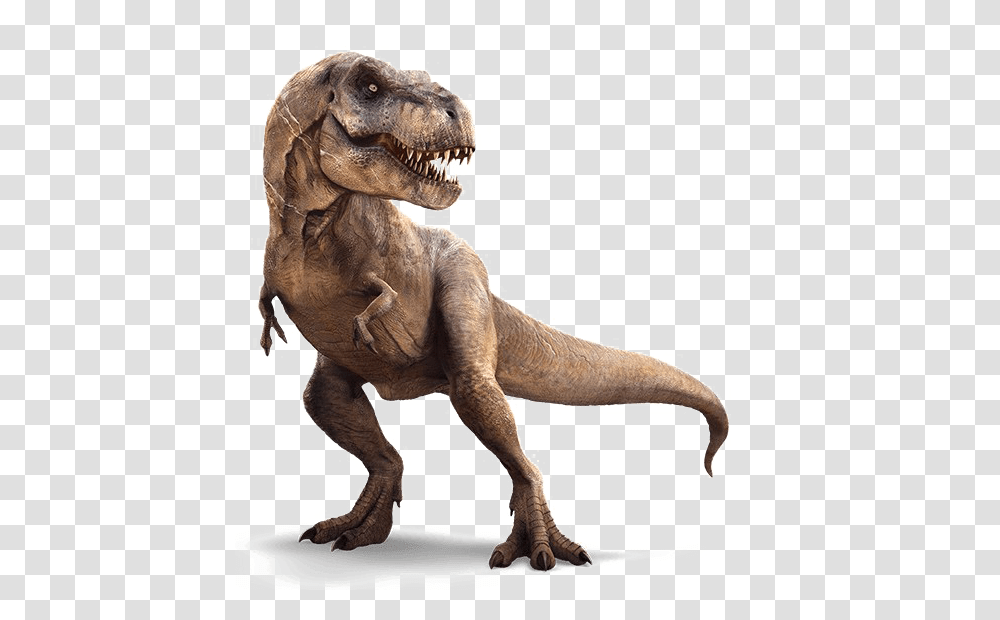 T Rex Background, T-Rex, Dinosaur, Reptile, Animal Transparent Png