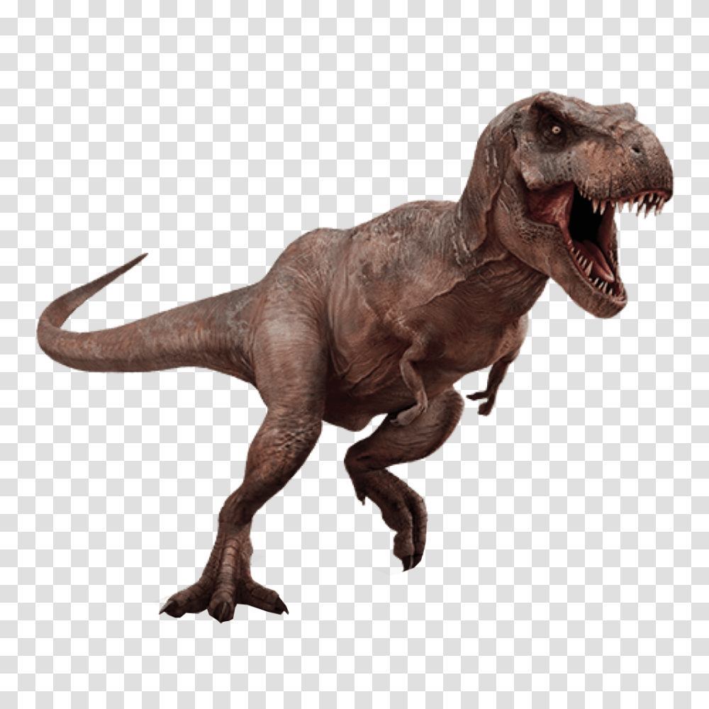 T Rex Dinosaur Background Dinosaurs With No Background, Reptile, Animal, T-Rex Transparent Png