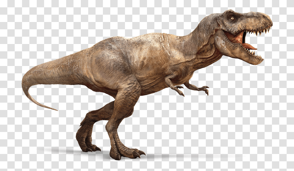 T Rex, Dinosaur, Reptile, Animal, T-Rex Transparent Png