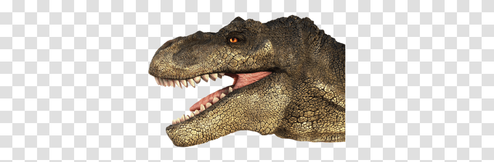 T Rex Head, Fantasy, Lizard, Reptile, Animal Transparent Png