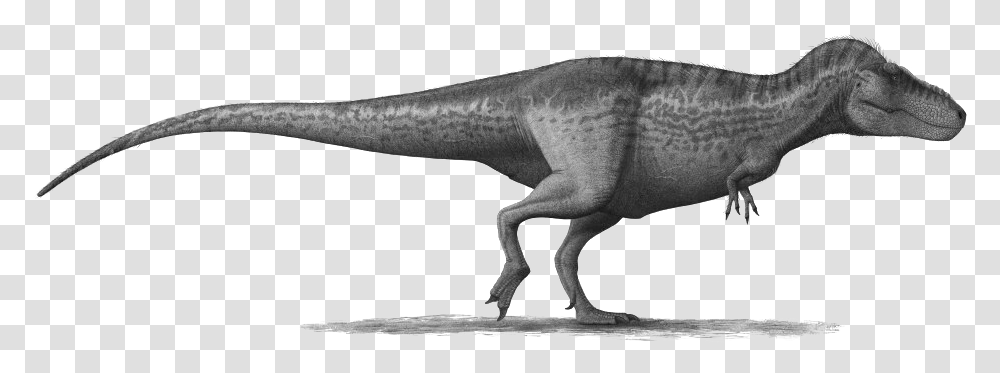 T Rex Pic Tyrannosaurus And Allosaurus Size Comparison, Dinosaur, Reptile, Animal, T-Rex Transparent Png