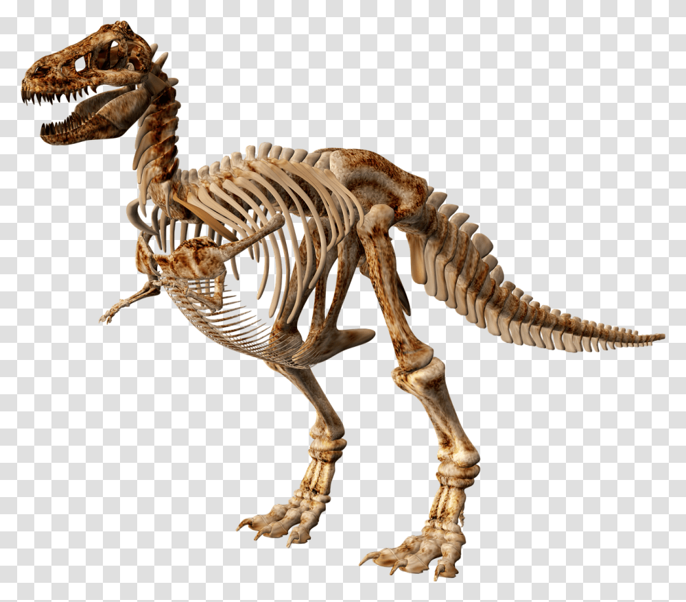 T Rex Skeleton Clipart Dinosaur Skeleton, Reptile, Animal, Lizard Transparent Png