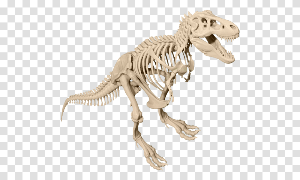 T Rex Skeleton Dinosaur Image Dinosaur Bones Background, Reptile, Animal, T-Rex Transparent Png