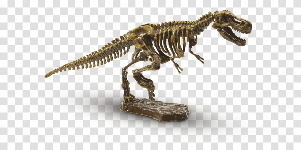 T Rex Skeleton, Dinosaur, Reptile, Animal, T-Rex Transparent Png