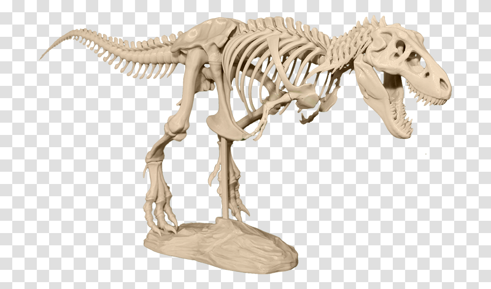 T Rex Skeleton T Rex Skeleton 3d Model, Dinosaur, Reptile, Animal Transparent Png