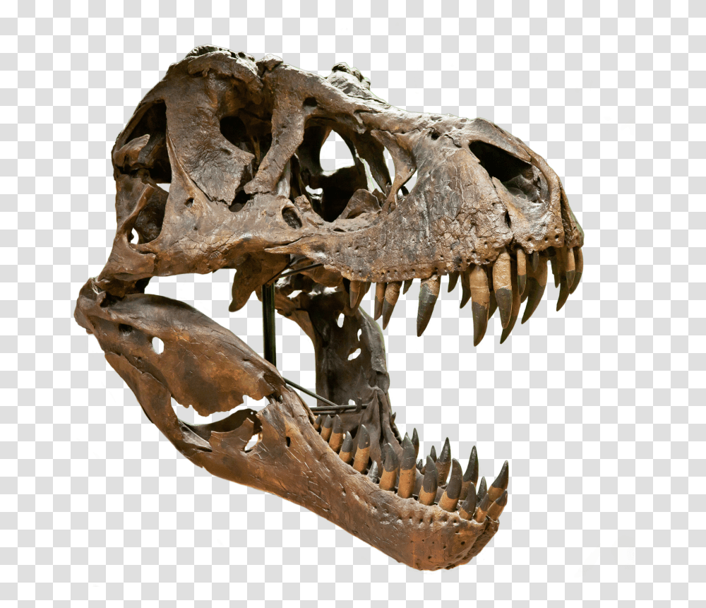T Rex Skull, Fungus, Dinosaur, Reptile, Animal Transparent Png