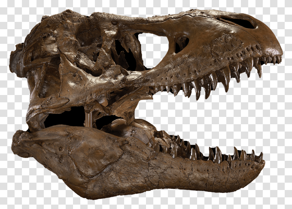 T Rex Skull, T-Rex, Dinosaur, Reptile, Animal Transparent Png