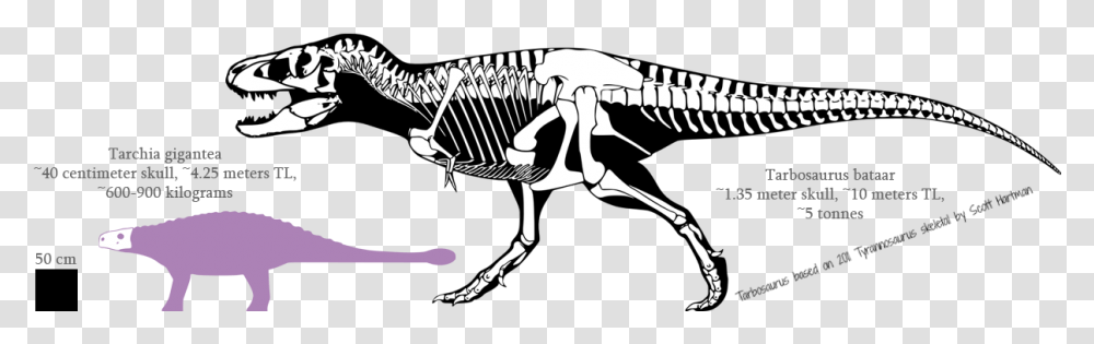 T Rex Structure, Skeleton, Person, Human Transparent Png
