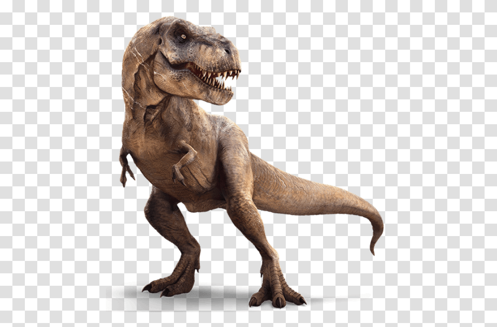 T Rex, T-Rex, Dinosaur, Reptile, Animal Transparent Png