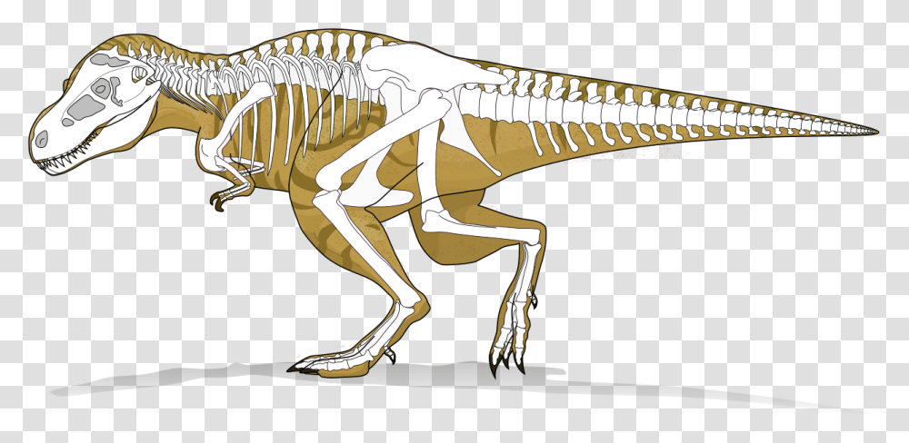 T Rex X Ray, Dinosaur, Reptile, Animal, T-Rex Transparent Png