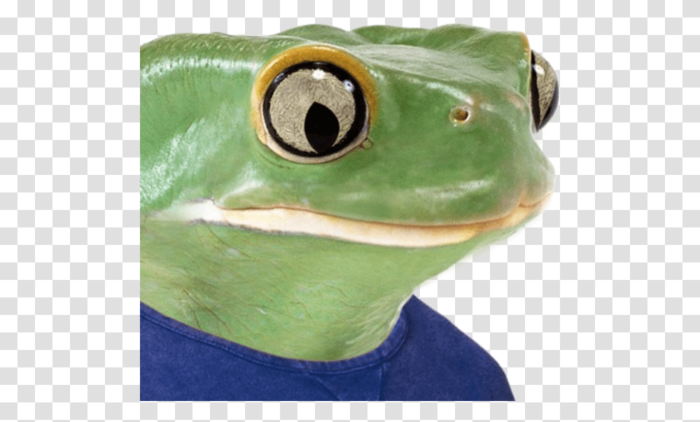 T Shirt Frog Amphibian Ranidae Pepe Frog Real Meme, Wildlife, Animal, Tree Frog, Person Transparent Png