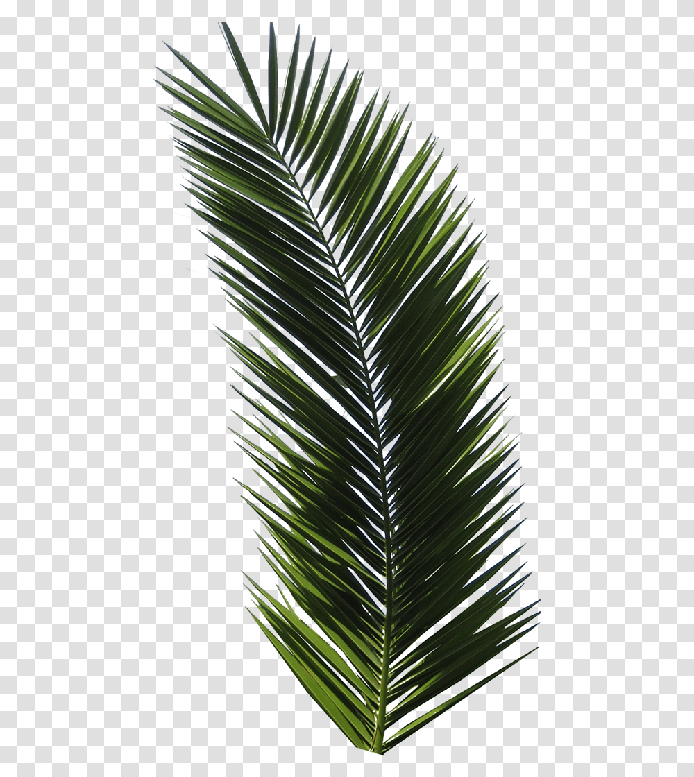 T Shirt Tropical Design Graphic Design Logo Palm Leaf Palm Tree Leaf Flat, Plant, Green, Fir, Abies Transparent Png