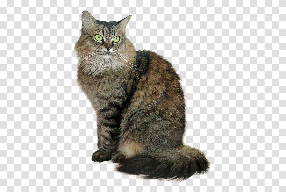 Tabby Cat, Manx, Pet, Mammal, Animal Transparent Png