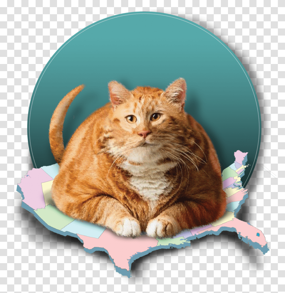 Tabby Cat, Pet, Mammal, Animal, Manx Transparent Png