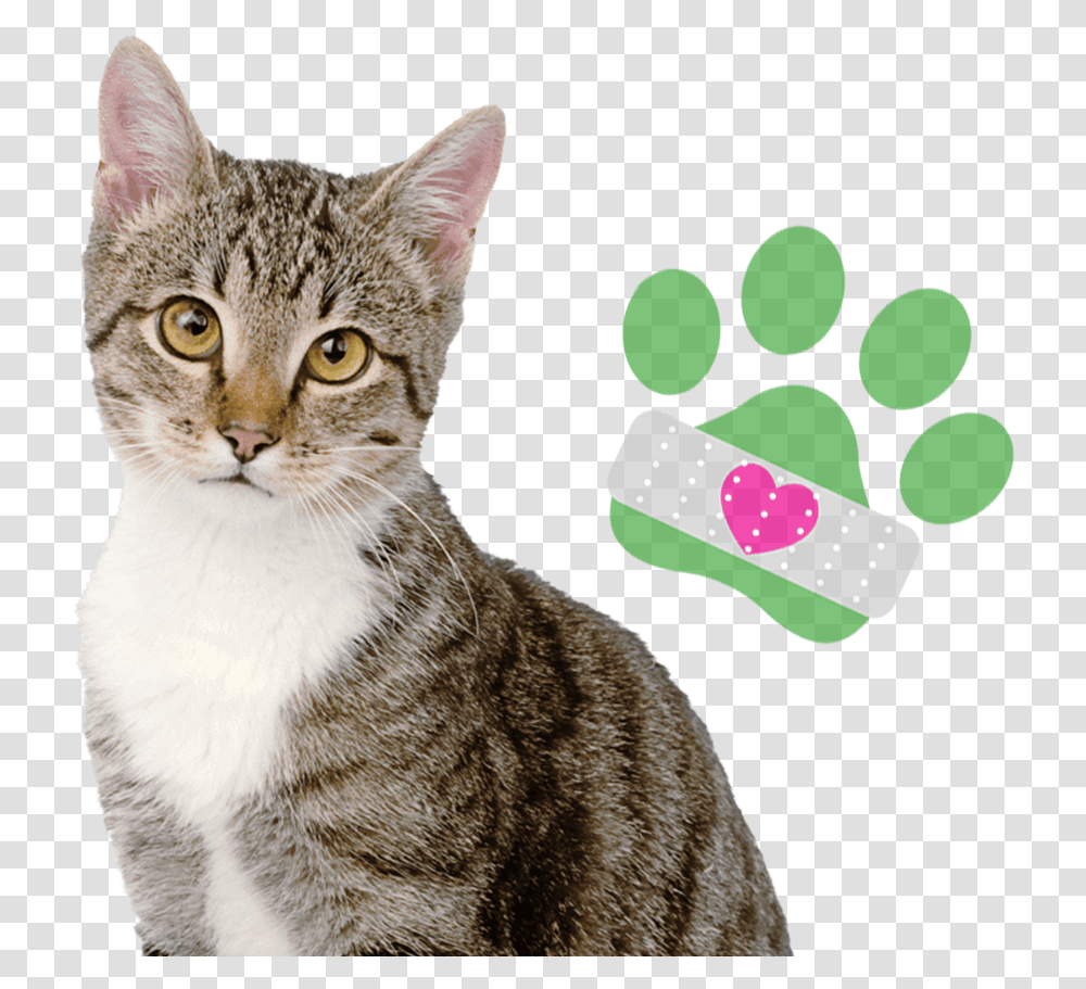 Tabby Cat White Background, Pet, Mammal, Animal, First Aid Transparent Png