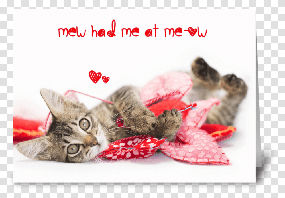 Tabby Kitten Meow Valentine Greeting Card Cat Grabs Treat, Pet, Mammal, Animal, Bird Transparent Png
