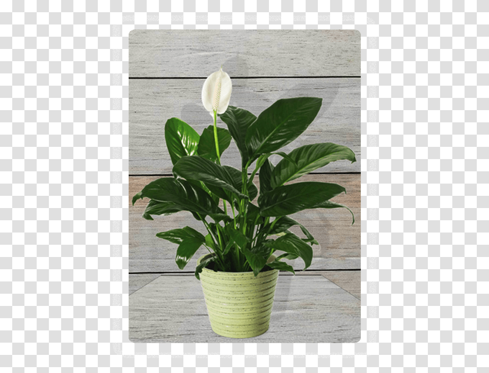 Table Plant Plant Peace Lily, Flower, Blossom, Araceae, Anthurium Transparent Png