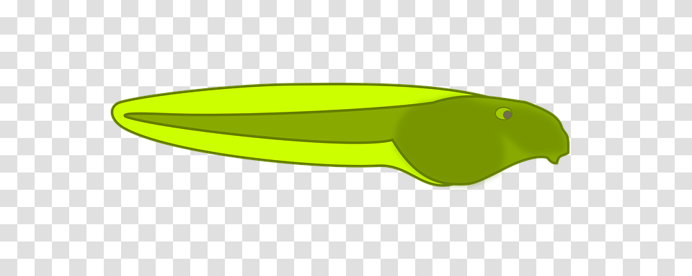 Tadpole Technology, Animal, Wildlife, Amphibian Transparent Png