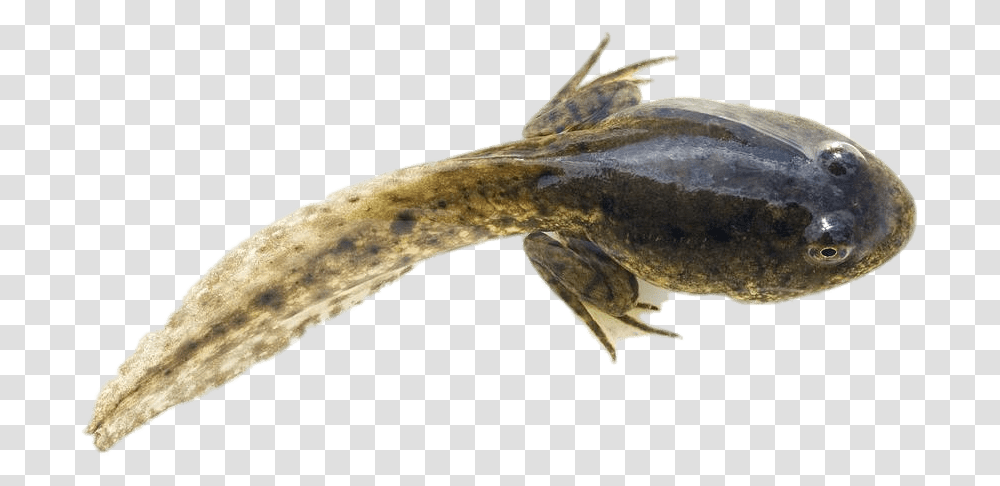 Tadpole With Developed Hind Legs Clip Arts Tadpole With Hind Legs, Animal, Fish, Lizard, Reptile Transparent Png