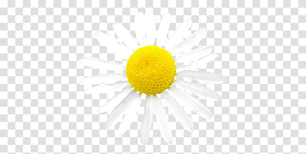 Tagged With Nail, Plant, Daisy, Flower, Daisies Transparent Png