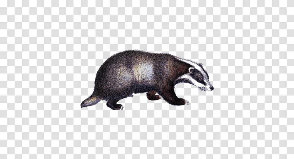 Tags Badger, Wildlife, Animal, Mammal, Otter Transparent Png