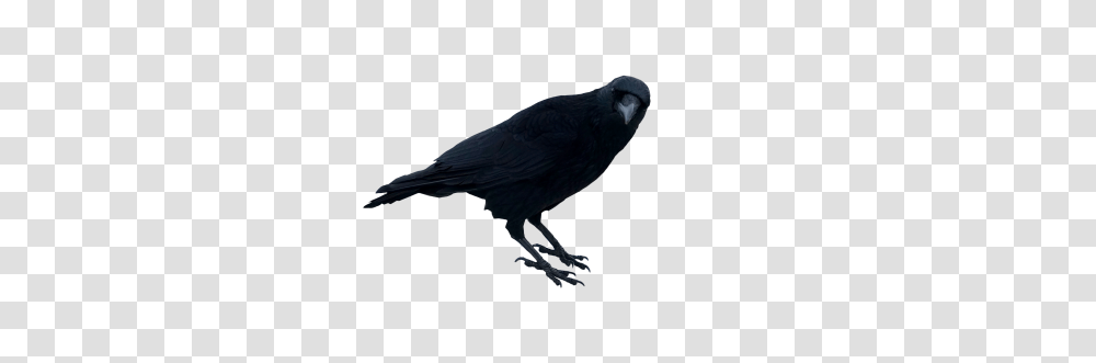 Tags, Bird, Animal, Crow, Blackbird Transparent Png