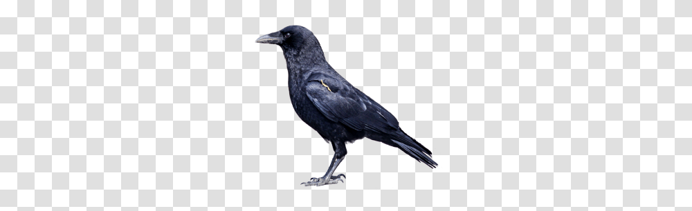 Tags, Bird, Animal, Crow, Blackbird Transparent Png