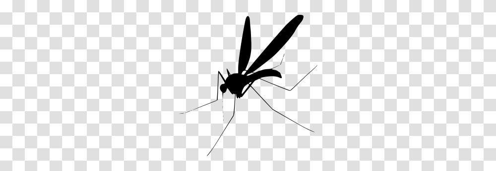 Tags, Bow, Mosquito, Insect, Invertebrate Transparent Png