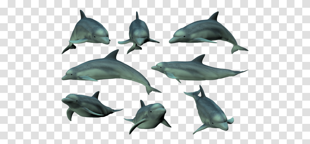 Tags Dolphin, Sea Life, Animal, Mammal, Bird Transparent Png
