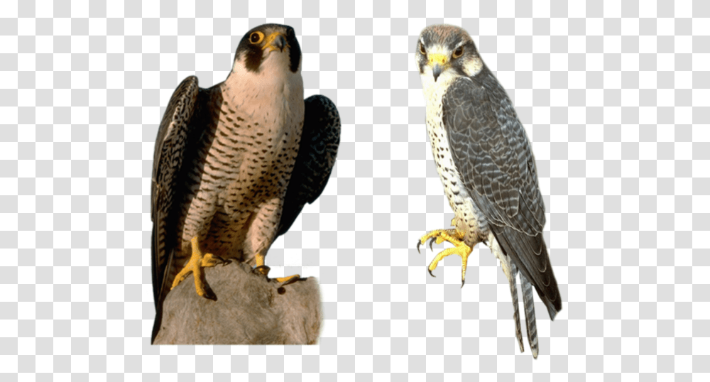 Tags Falcon, Bird, Animal, Accipiter, Buzzard Transparent Png
