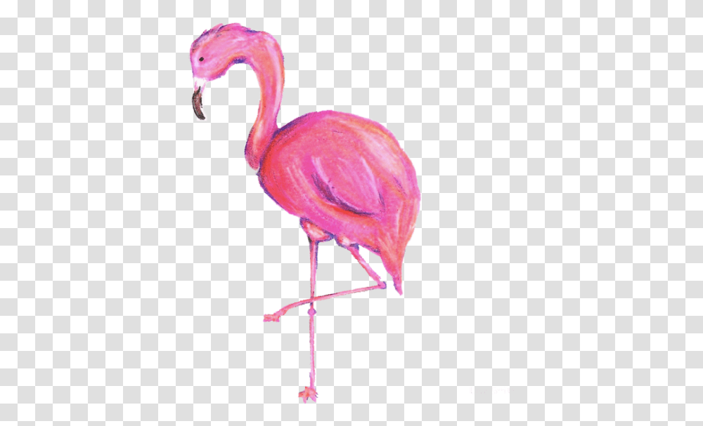 Tags Flamenco, Bird, Animal, Flamingo Transparent Png