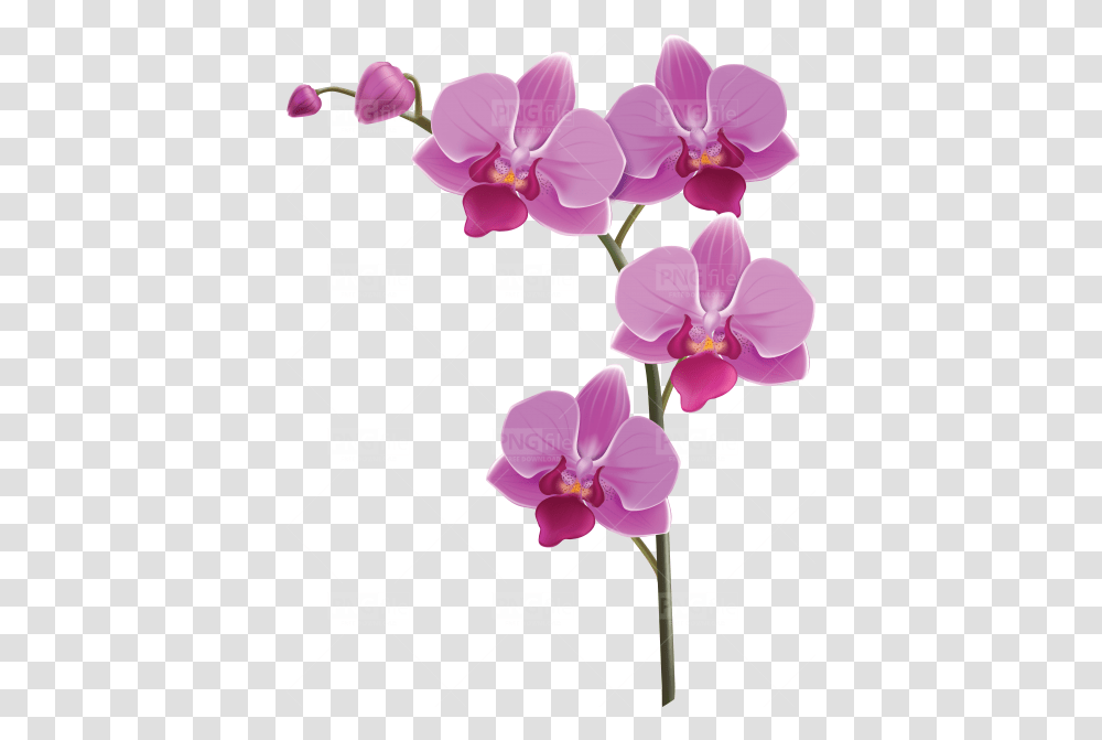Tags Flower Pngfilenet Free Images Download Orchid Flower, Plant, Blossom Transparent Png