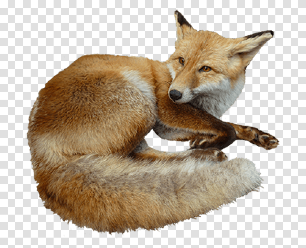 Tags Fox Free Images Starpng Realistic Animal Clipart, Wildlife, Mammal, Red Fox, Canine Transparent Png