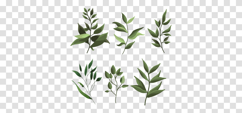 Tags Greenery Image For Free Download Starpng Plants, Leaf, Flower, Acanthaceae, Pattern Transparent Png