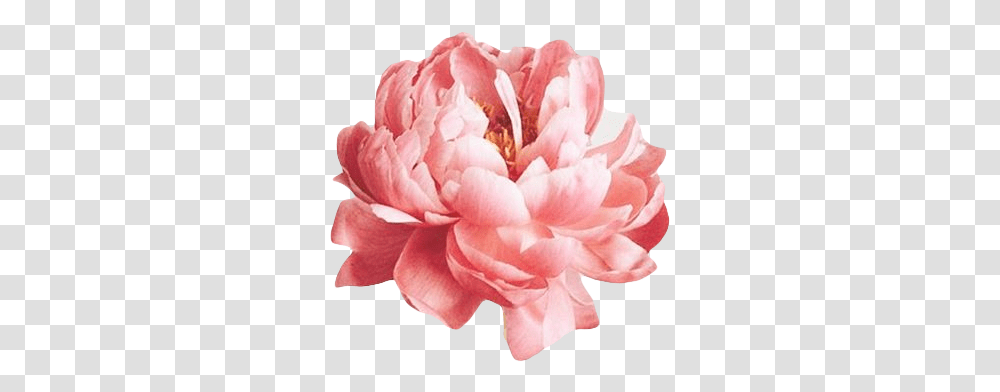 Tags Pink Flower For Edits, Plant, Peony, Blossom, Rose Transparent Png