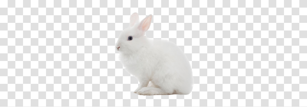 Tags, Rodent, Mammal, Animal, Rabbit Transparent Png