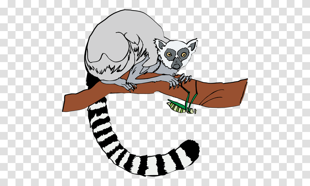 Tail Clipart Lemur, Wildlife, Mammal, Animal, Cat Transparent Png