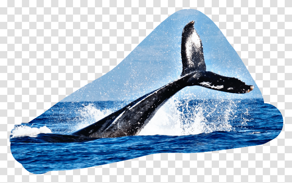 Tail Fin Water Splash Whale, Mammal, Sea Life, Animal, Orca Transparent Png