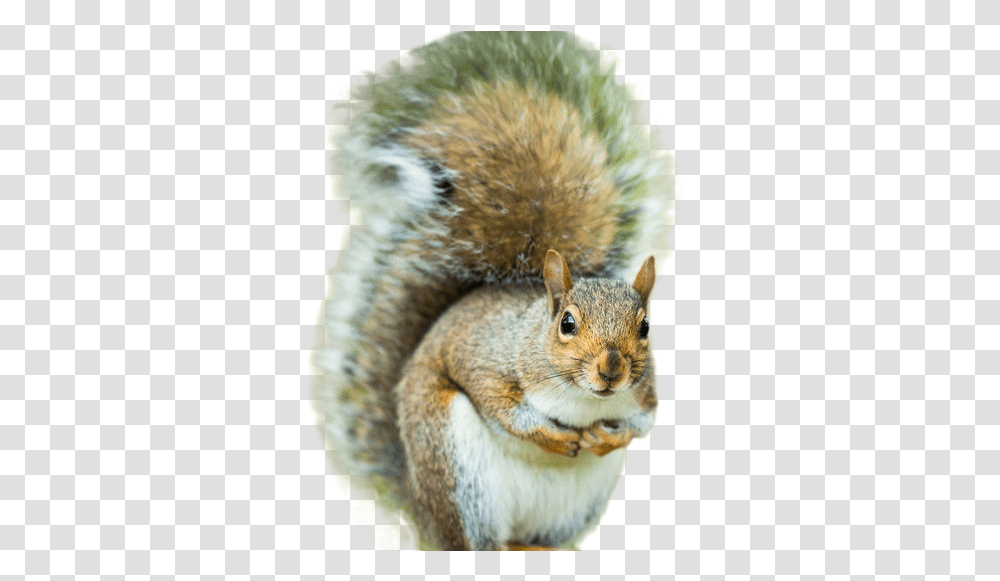 Tail Of A Squirrel, Rodent, Mammal, Animal, Rat Transparent Png