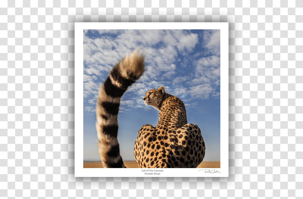 Tail Of The Cheetah Pokemon And Real Life Animals, Wildlife, Mammal, Panther, Leopard Transparent Png