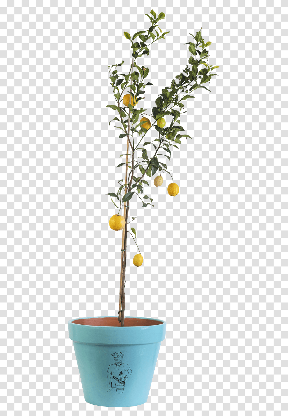 Tailor Lemon Tree Flowerpot, Plant, Fruit, Food, Produce Transparent Png