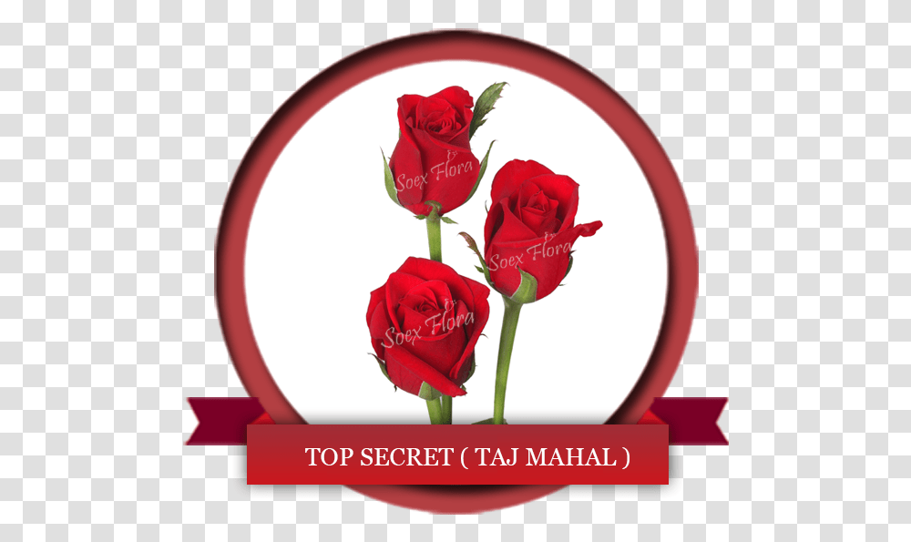 Taj Mahal Rose And Taj Mahal, Flower, Plant, Blossom, Petal Transparent Png