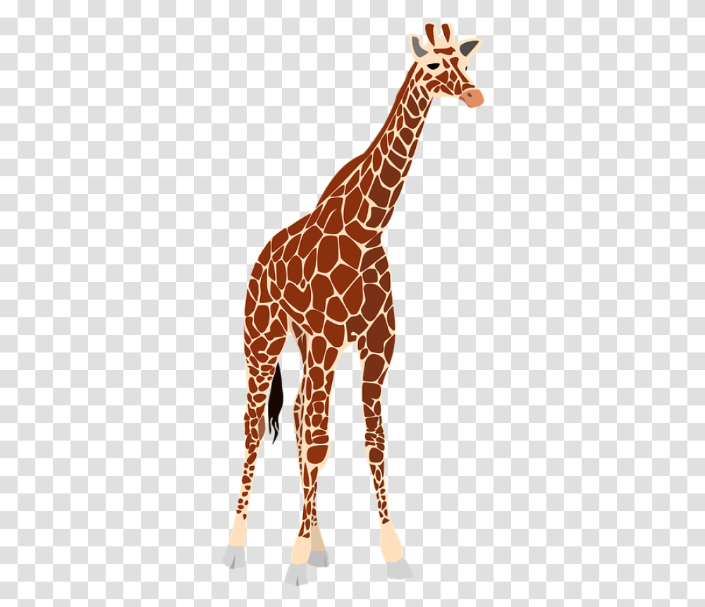 Tall And Short Comparison, Giraffe, Wildlife, Mammal, Animal Transparent Png