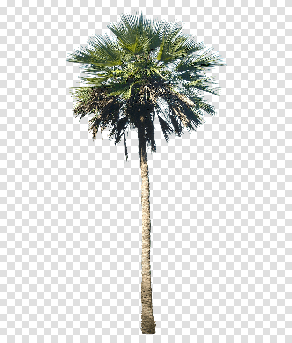 Tall Artificial Palm Tree, Plant, Arecaceae, Fir, Abies Transparent Png