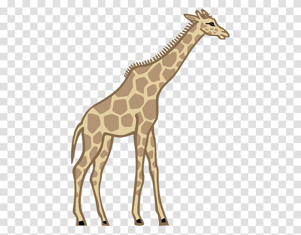 Tall Clipart, Giraffe, Wildlife, Mammal, Animal Transparent Png