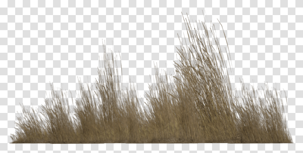 Tall Grass Background Tall Grass, Plant, Lawn, Reed, Tree Transparent Png