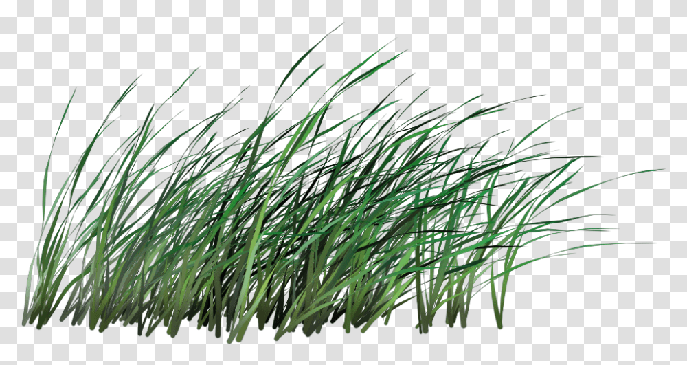 Tall Grass Background Tall Grass, Plant, Lawn, Vegetation, Reed Transparent Png