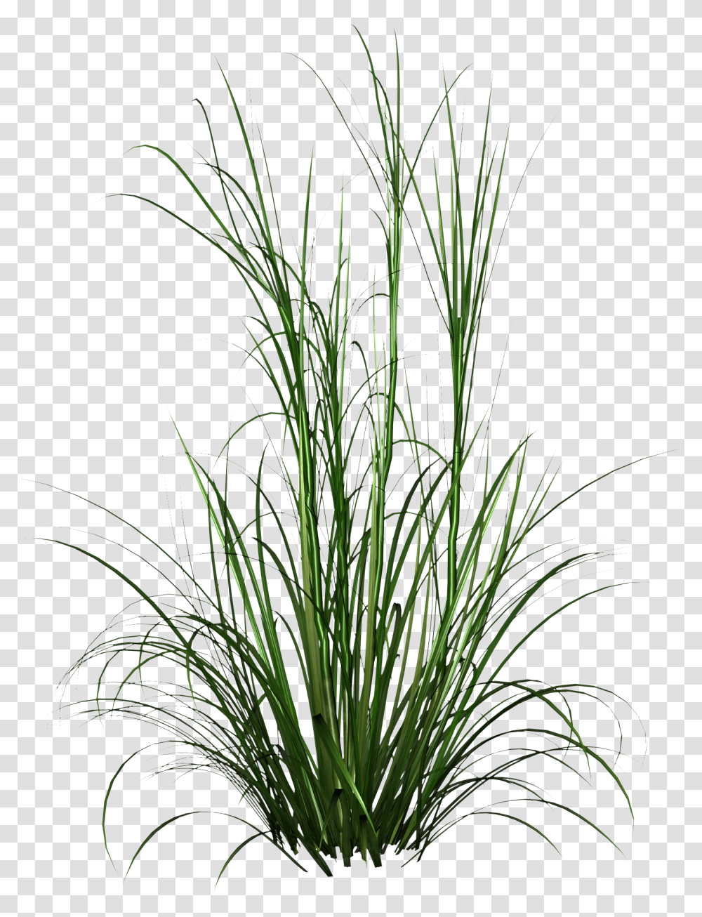 Tall Grass Hd Photo Long Grass, Plant, Vegetation, Water, Land Transparent Png